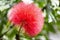 Selective focus shot of a fluffy Albizia flower