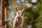 Selective focus shot of a fluffy cute long-eared owl with bright orange eyes