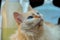 Selective focus shot of a fluffy Kurilian bobtail cat