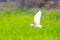 Selective focus shot of flying Cattle Egret