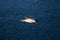 Selective focus shot of a flying seabird on a blue blurry background