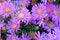 Selective focus shot of fresh purple alpine aster flowers