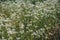 Selective focus shot of Frost aster flowers growing in the field