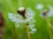 Selective focus shot of a fuzzy dandelion with the seeds blowing off