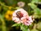 Selective focus shot of a genus helicoverpa caterpillar on a pink zinnia