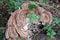 Selective focus shot of giant polypore in the fungus family Meripilaceae