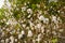 Selective focus shot of gossypium herbaceum commonly known as levant cotton