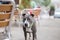 Selective focus shot of a gray American pit bull terrier dog leashed to a chair at a cafe