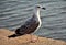 Selective focus shot of great black-backed gull on the beach