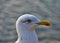 Selective focus shot of a great black-backed gull head
