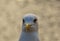 Selective focus shot of a great black-backed gull head