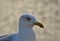 Selective focus shot of a great black-backed gull head