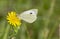 Selective focus shot of a great white butterfly pollinating a dandelion flower