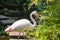 Selective focus shot of a Greater flamingo bird near a pond