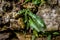 Selective  focus shot of green asplenium ceterach plant