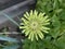 Selective focus shot of a green Great Masterwort flower blooming in the garden