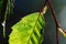 Selective focus shot of a green leaf on a broken stem with a blurry background