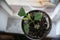 Selective focus shot of green leaves covered in waterdrops, a plant in a pot