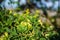 Selective focus shot of green Rosa Canina on a branch