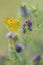 Selective focus shot of green and yellow butterfly on a lavender flower