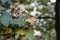 Selective focus shot of green yellow rotting autumn leaves