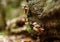 Selective focus shot of a group of Common Bonnet mushrooms inThornecombe Woods, Dorchester, UK