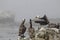 Selective focus shot of the group of pelicans resting on the shore