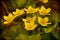 Selective focus shot of a group of yellow winter aconite flowers with a blurred background