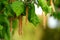 Selective focus shot of growing orange plants on a green background