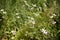 Selective focus shot of Gypsophila muralis flowers in the field