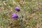 Selective focus shot of hairy fuzzy pasqueflower in soft purple pastel on the field