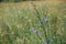 Selective focus shot of harebell flowers growing in the field