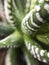 Selective focus shot of haworthia fasciata succulent plant