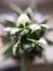 Selective focus shot of haworthia fasciata succulent plant