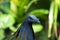 Selective focus shot of the head of a blue rock dove staring at you  with green background