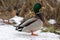 A selective focus shot of the head male mallard duck