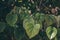 Selective focus shot of Heartleaf philodendron plants