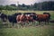 Selective focus shot of a herd of brown and black cows in a farm field