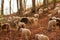 Selective focus shot of a herd of goats (Capra aegagrus hircus), Montseny Natural Park