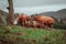 Selective focus shot of highland cattles grazing in the meadow