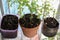 Selective focus shot of homegrown herbs and vegetables in a flower pot and recycled plastic bottles