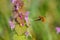 Selective focus shot of a honeybee flying near the small flowers in a garden