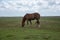 Selective focus shot of a horse foraging on the green field on a cloudy sky background