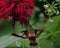 Selective focus shot of a Hummingbird Month Pollination