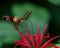 Selective focus shot of a Hummingbird Month Pollination