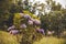 Selective focus shot of a hydrangea bush in the daylight - perfect for wallpaper