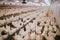 Selective focus shot of indoors chicken farm, chicken feeding