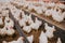 Selective focus shot of indoors chicken farm, chicken feeding