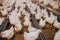 Selective focus shot of indoors chicken farm, chicken feeding