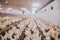 Selective focus shot of indoors chicken farm, chicken feeding